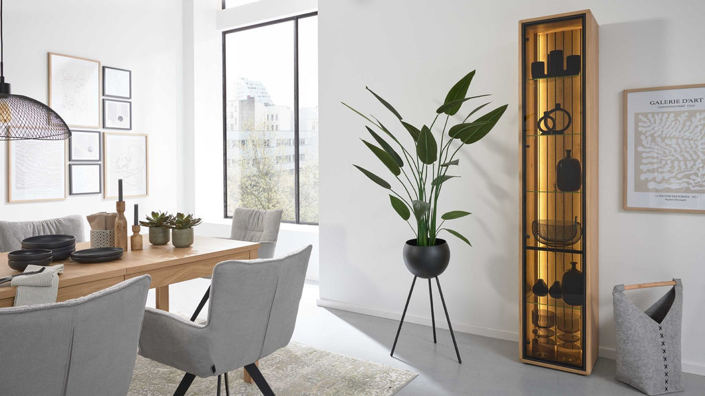 Interliving Vitrine Serie 2024 mit Schwarzglasfront und Eichefurnier